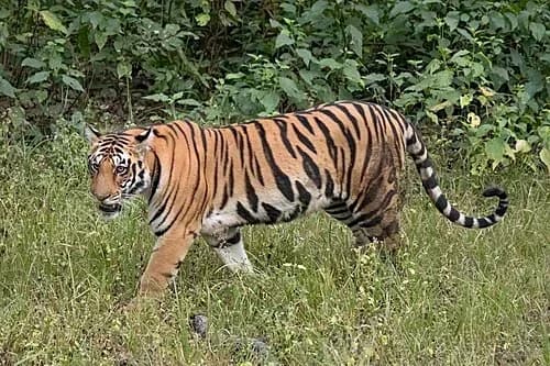 पाटेबाघको आक्रमणमा एक सातामै तीनको मृत्यु, सुर्खेत–सल्यानमा त्रास