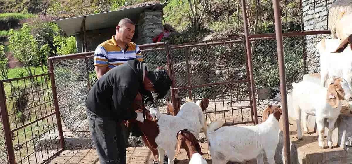 म्याग्दीमा पशु पूर्णखोप अभियान सञ्चालन