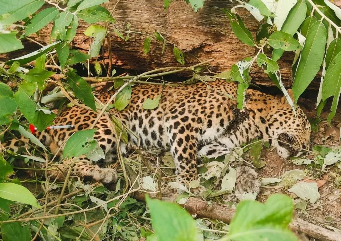 अर्घाखाँचीमा पासोमा परेर घाइते चितुवाको उपचारका क्रममा मृत्यु