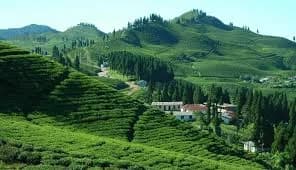 कोशीको ‘चिया परीक्षण केन्द्र’ उद्घाटनपछि पनि अलपत्र, पानी अभाव मुख्य बाधा