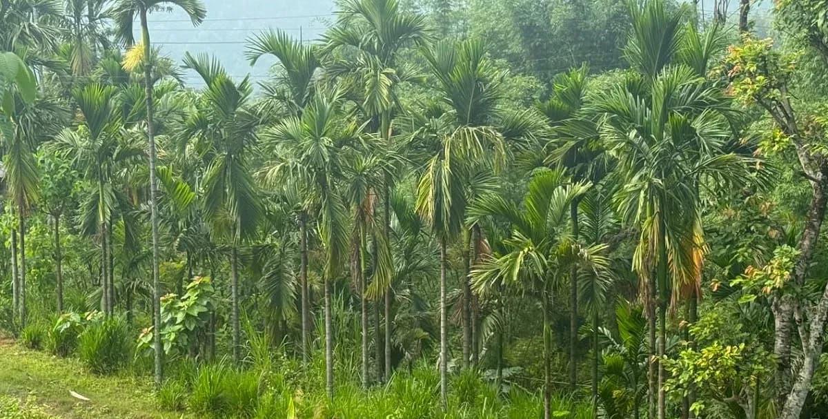इलामका किसान व्यावसायिक सुपारीखेतीतर्फ आकर्षित 