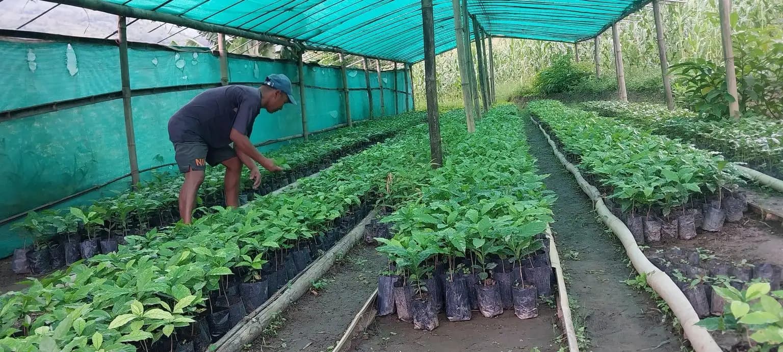 बिरुवा बेचेर वार्षिक ३० लाख कमाउँदै बाङदेल