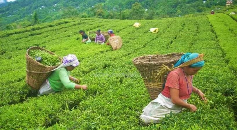 चिया संकट – नेपाली चियामा अवरोध, गुणस्तरको बहाना कि व्यापारिक युद्ध ? ६० हजार मजदुर सडकमा, अर्बौँको अर्थतन्त्र जोखिममा
