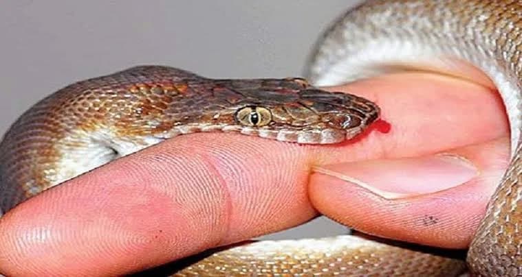 झापाको गौरीगंजमा सर्पले डसेर एक वृद्धाको मृत्यु 