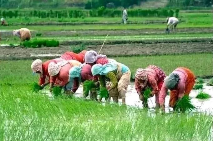 कोशीको तराईमा ७५ प्रतिशत रोपाइँ सकियो, तर किसानलाई मलकै पिरलो